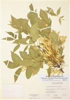 藏品(賓州梣)的圖片